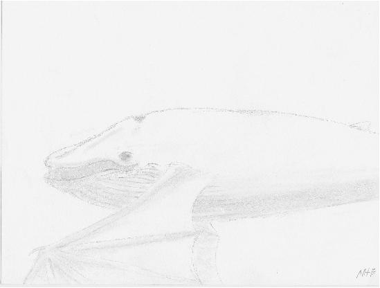 Baleine volante