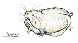 Un Hamsac, par Loonce Selagnes