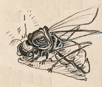 Dessin d'une mouciole, par Loonce Selagnes